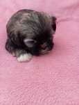 Piesek shih tzu z genem czekoladowym
