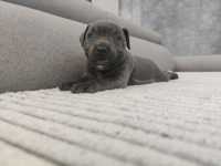 Staffordshire Bull Terrier suczka Blue