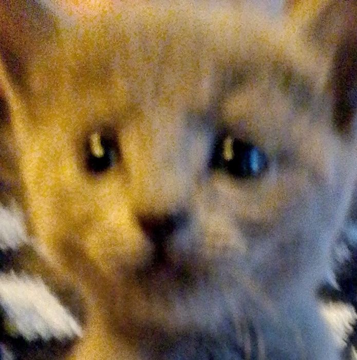 Kocurek rosyjski niebieski