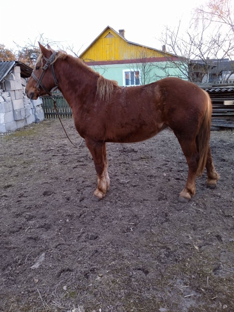 Продам молоду робочу кобилу