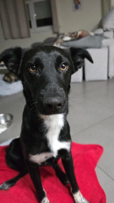 Com 9 mesinhos para adopção