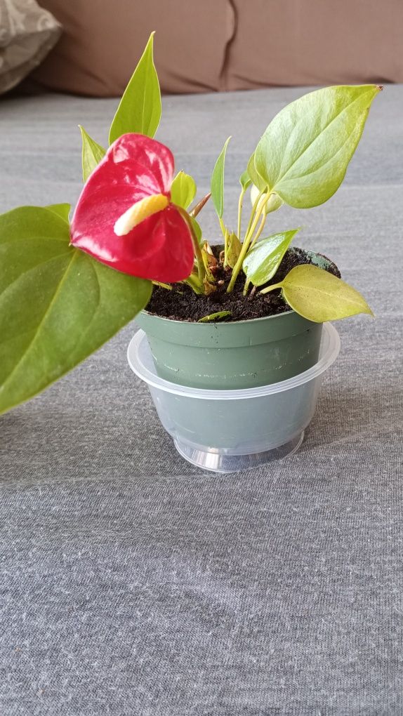 Sprzedam roślinę doniczkową - Anthurium.