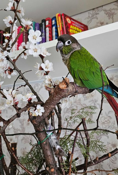 Консультант з утримання папуг