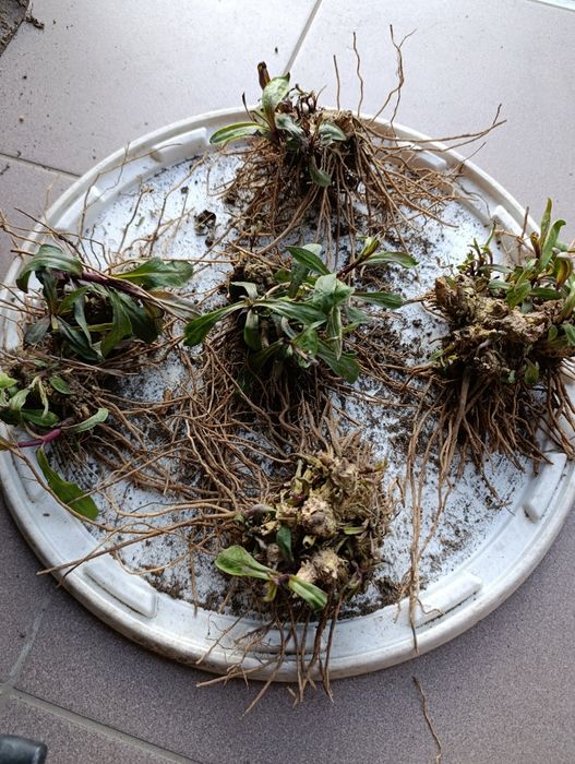 Floksy różowe ogrodowe