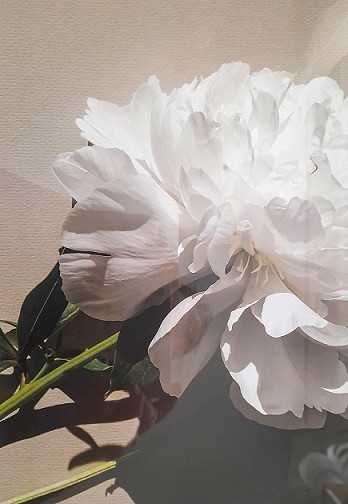 Obraz z Passepartout i Ramą Kwiaty_Nowy