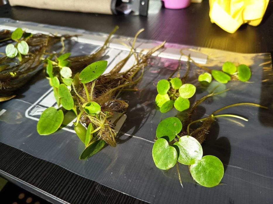Vendo ou Troco; Amazon Frogbit (Limnobium laevigatum)