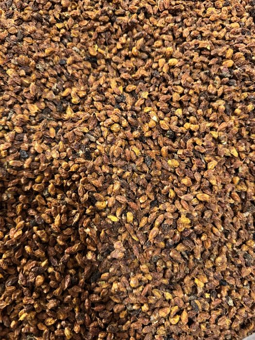 Сушена ягода обліпихи, суха обліпиха , облепиха сухая