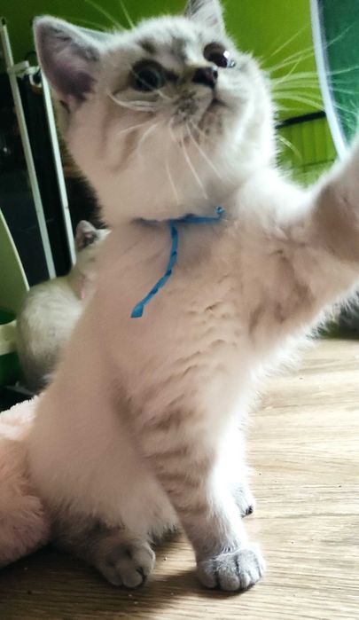 Kocurek Brytyjski (PZF) Staś – przytulas który szuka swojego człowieka