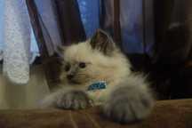 Cudowny Kociak Ragdoll kocica