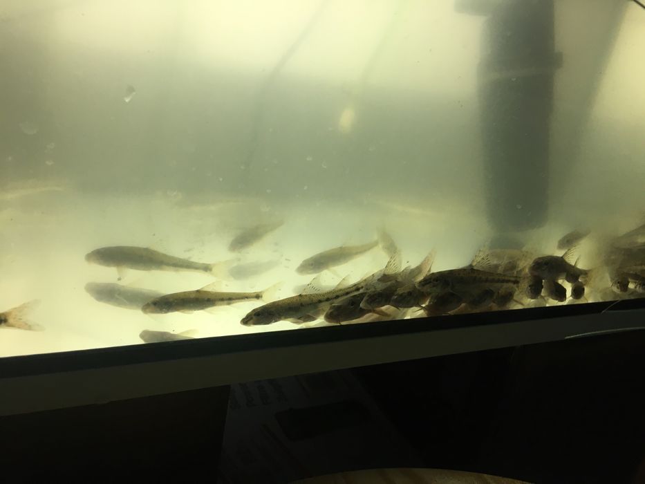 Kiełbie na żywca żywe i mrożone