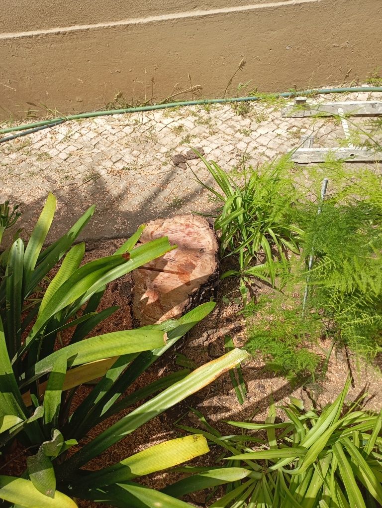 Faco manutenção de jardins, desmatação,podas e abates de árvores.obr