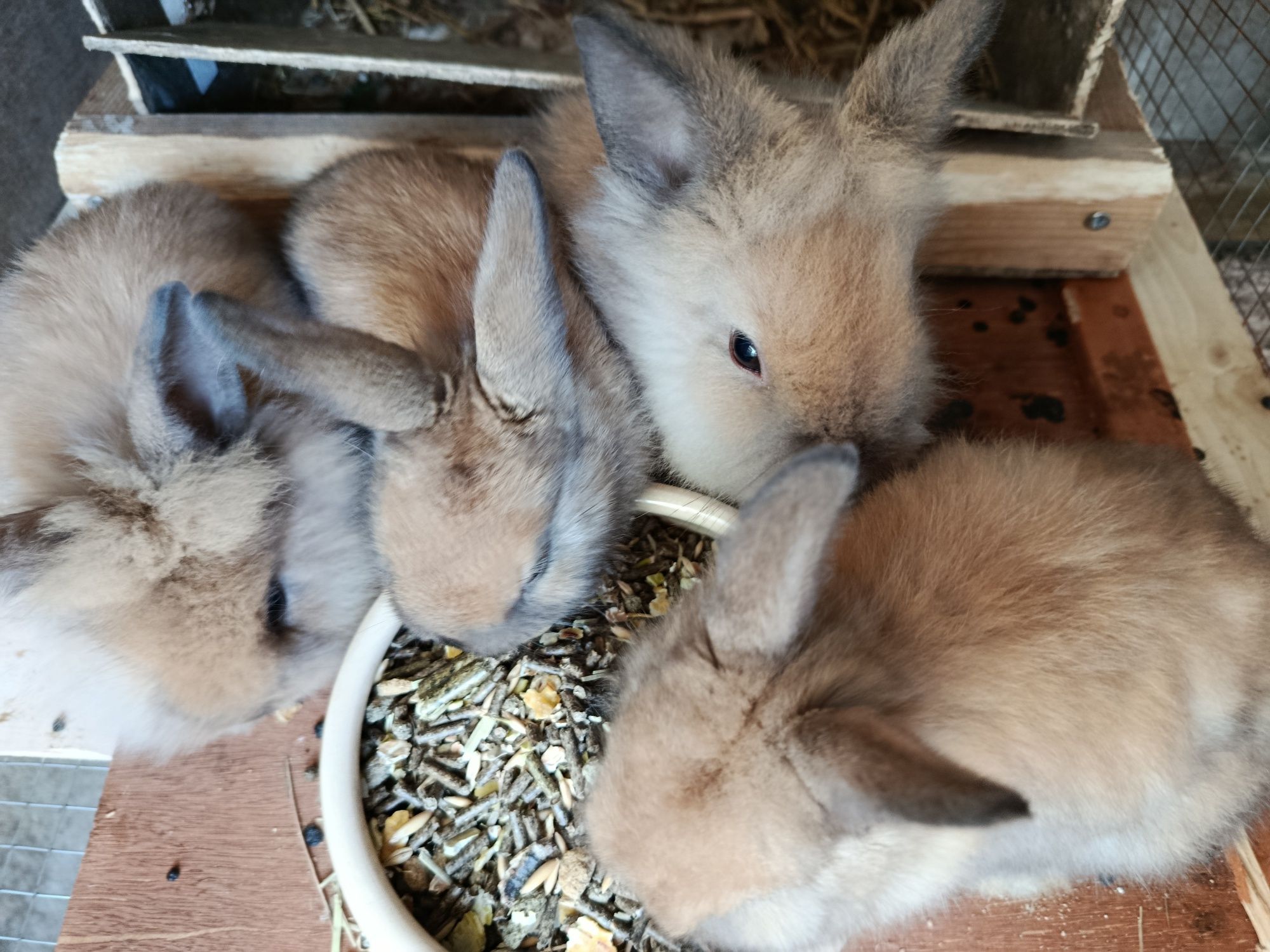 Coelhos anoes cabeça de leão, com 2 meses, pêlo comprido ou pêlo raso