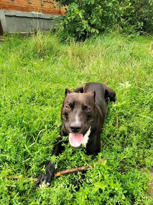 Вязка Питбуль