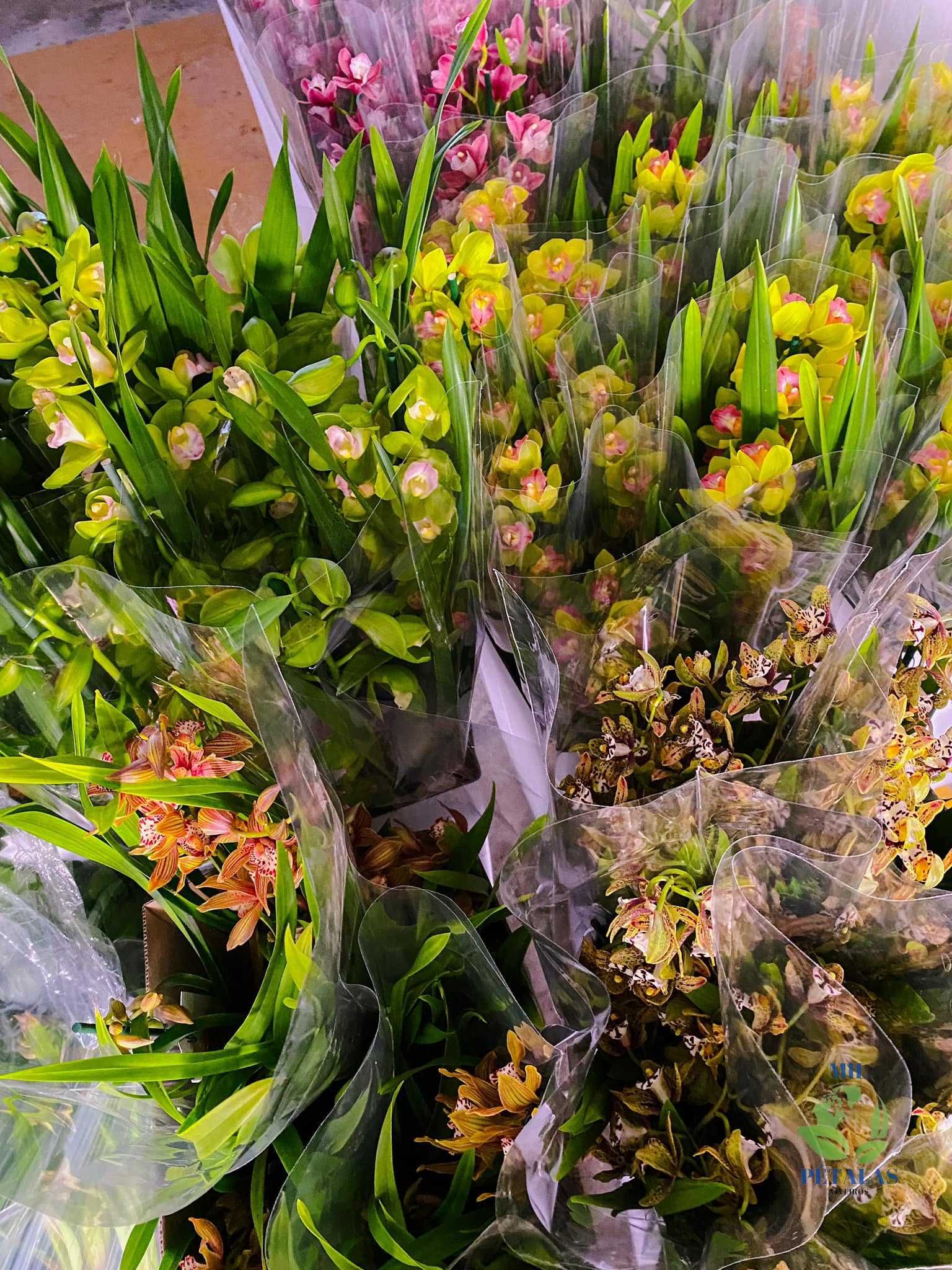 10 orquideas grandes (sem flor) + adubo + envio grátis- 59.90€