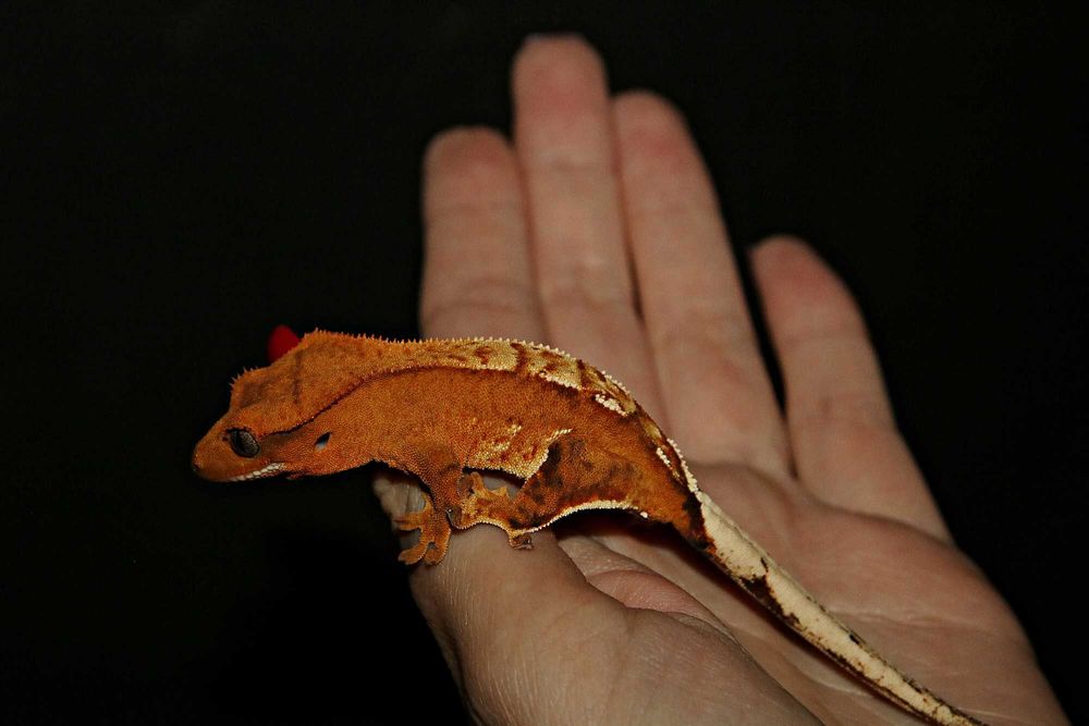 Gekon orzęsiony Halloween (Orange)