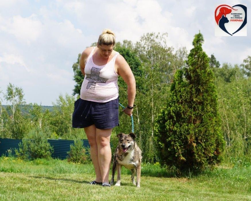 BEM - bardzo fajny pies szuka domu