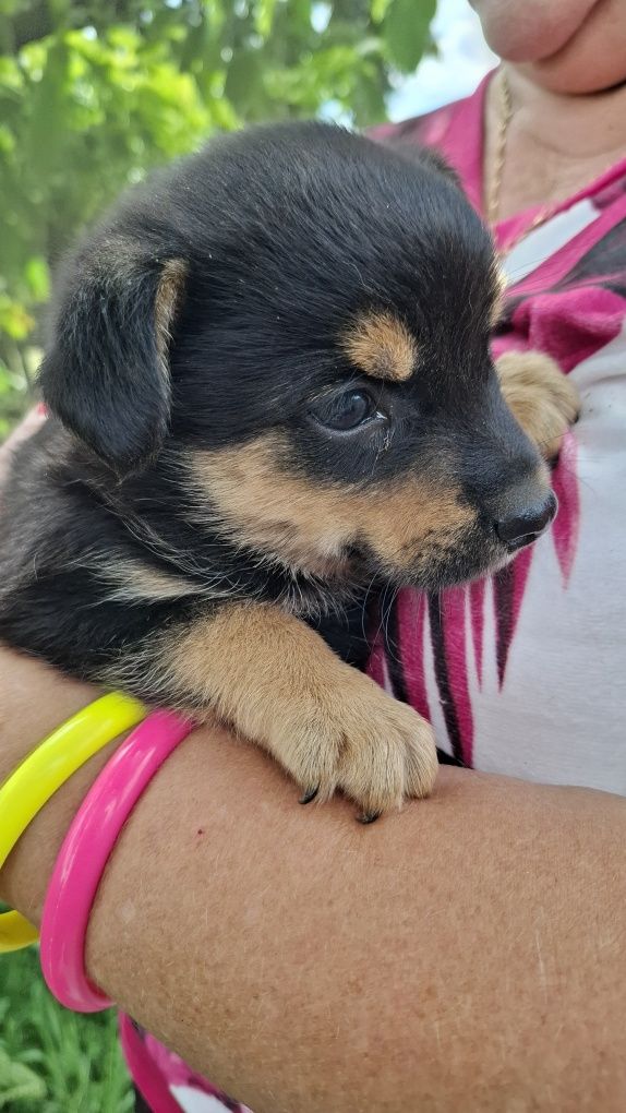 Trzy szczeniaki 7 tyg adopcja.