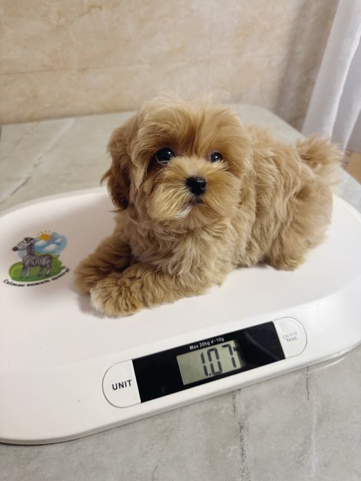 ‼️Кукольный мини мальчик мальтипу f1‼️