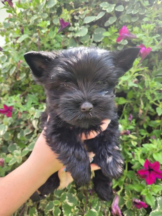 Yorkshire Terrier szczeniak