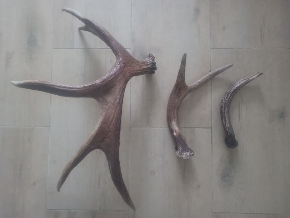 Poroże łosia rosocha poroże rogi zrzuty