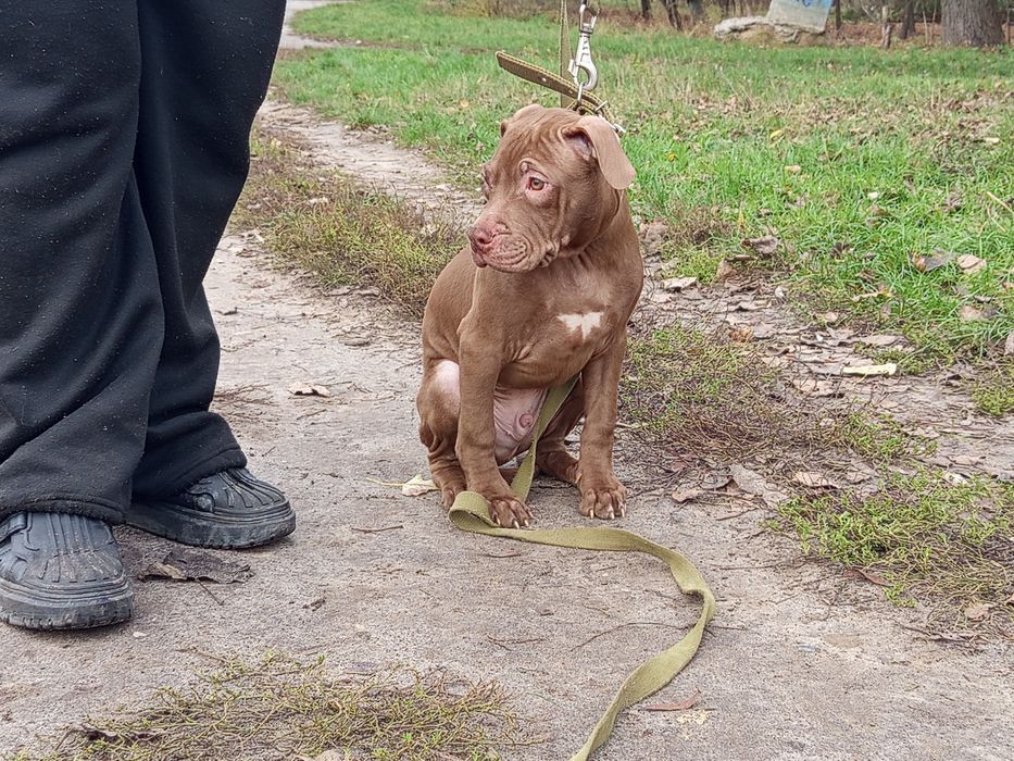 Pitbull, питбультерьер 2 щенка осталось