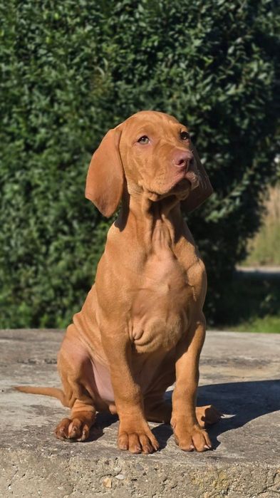 WYŻEŁ Węgierski Krótkowłosy [ZKwP /FCI] gotowy do odbioru