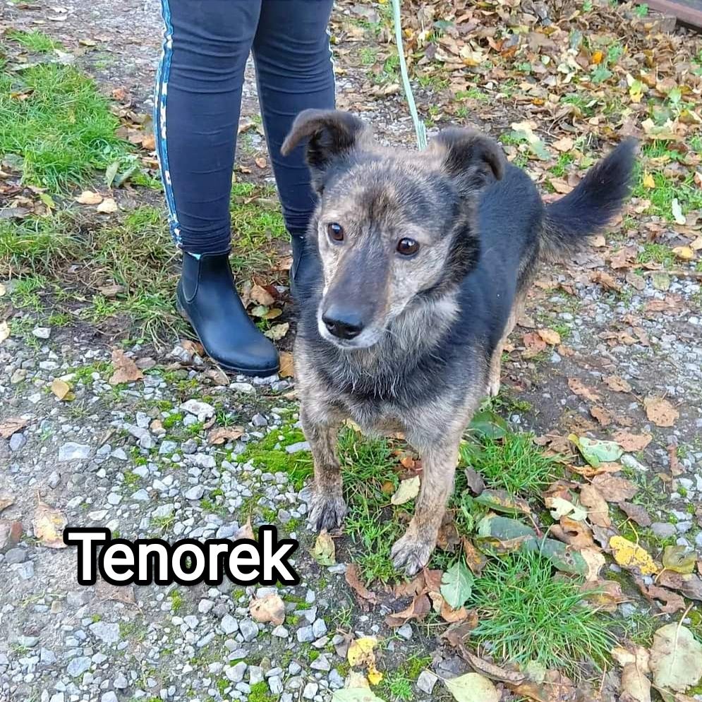 Tenorek czeka na dom