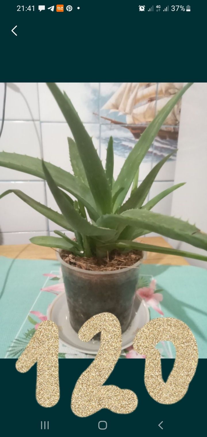 Продаю__ алоє з тоненькими листочками
