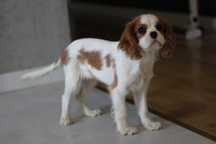 Cavalier King Charles Spaniel suczka