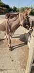 Burro capado 5 anos