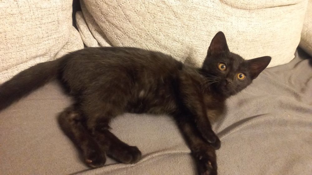 Puma młody kot miziak kocur szuka domu niekupujadoptuj czarny