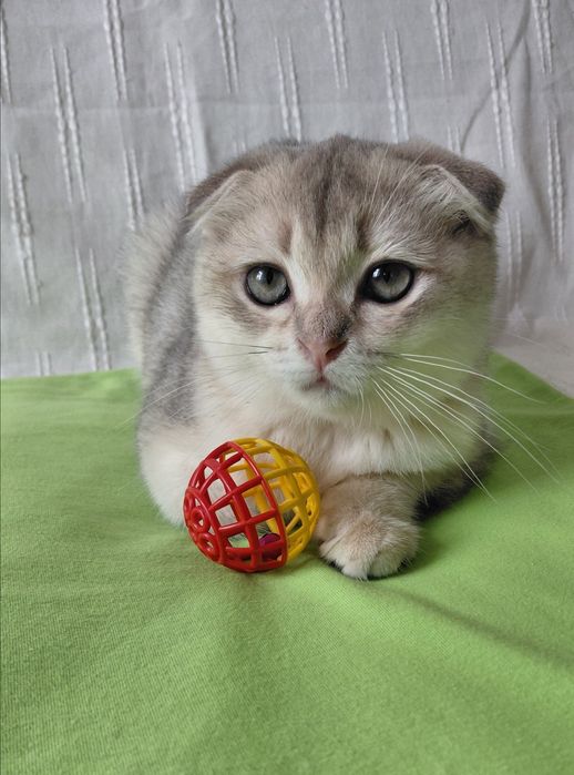 Шотландский котик блакитне золото ау11