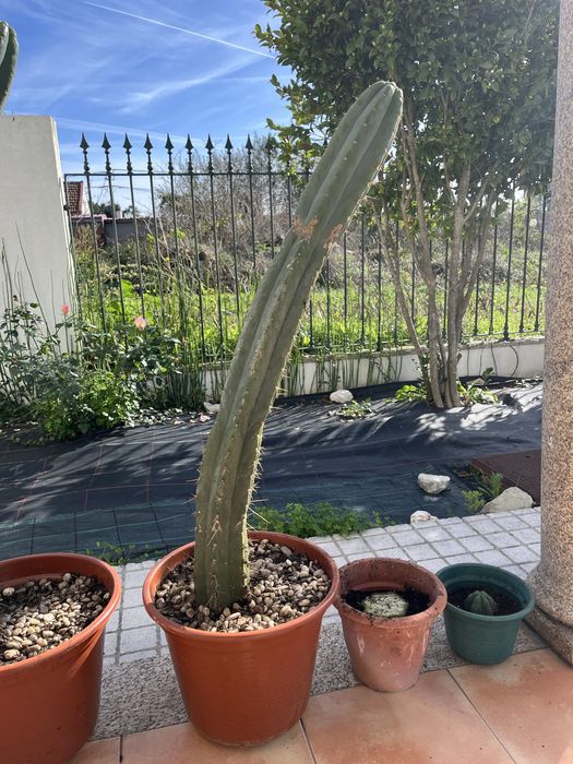 Peyotes ( catos são pedro)