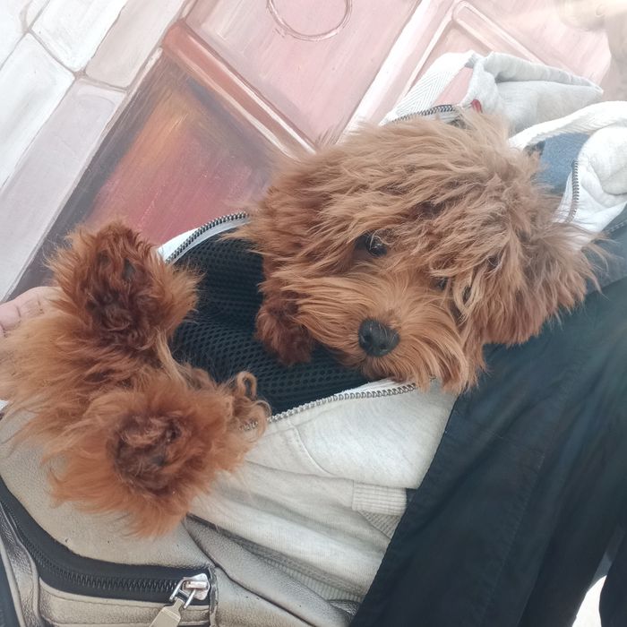 Мальтіпу F2 редбраун,веселунчик.