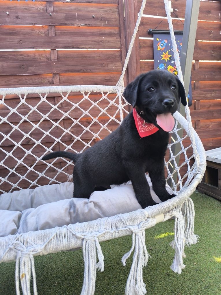Labrador Retriever czarny samiec Sid gotowy do odbioru