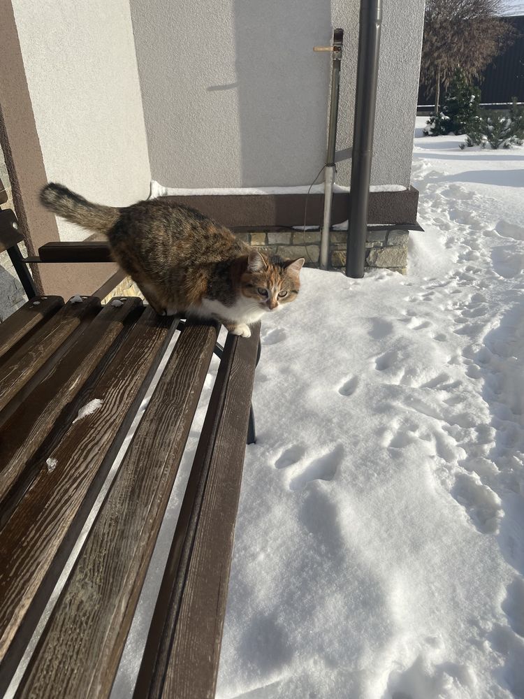 Шукаємо дім для дружнього вуличного котика!