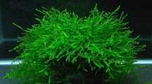 Musgo de java/ Java moss ( planta aquario )