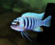Cynotilapia Hara Gallireya Reef