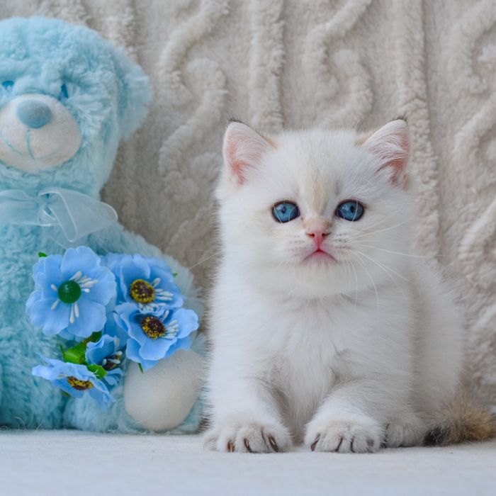 Британський хлопчик нарядна шубка