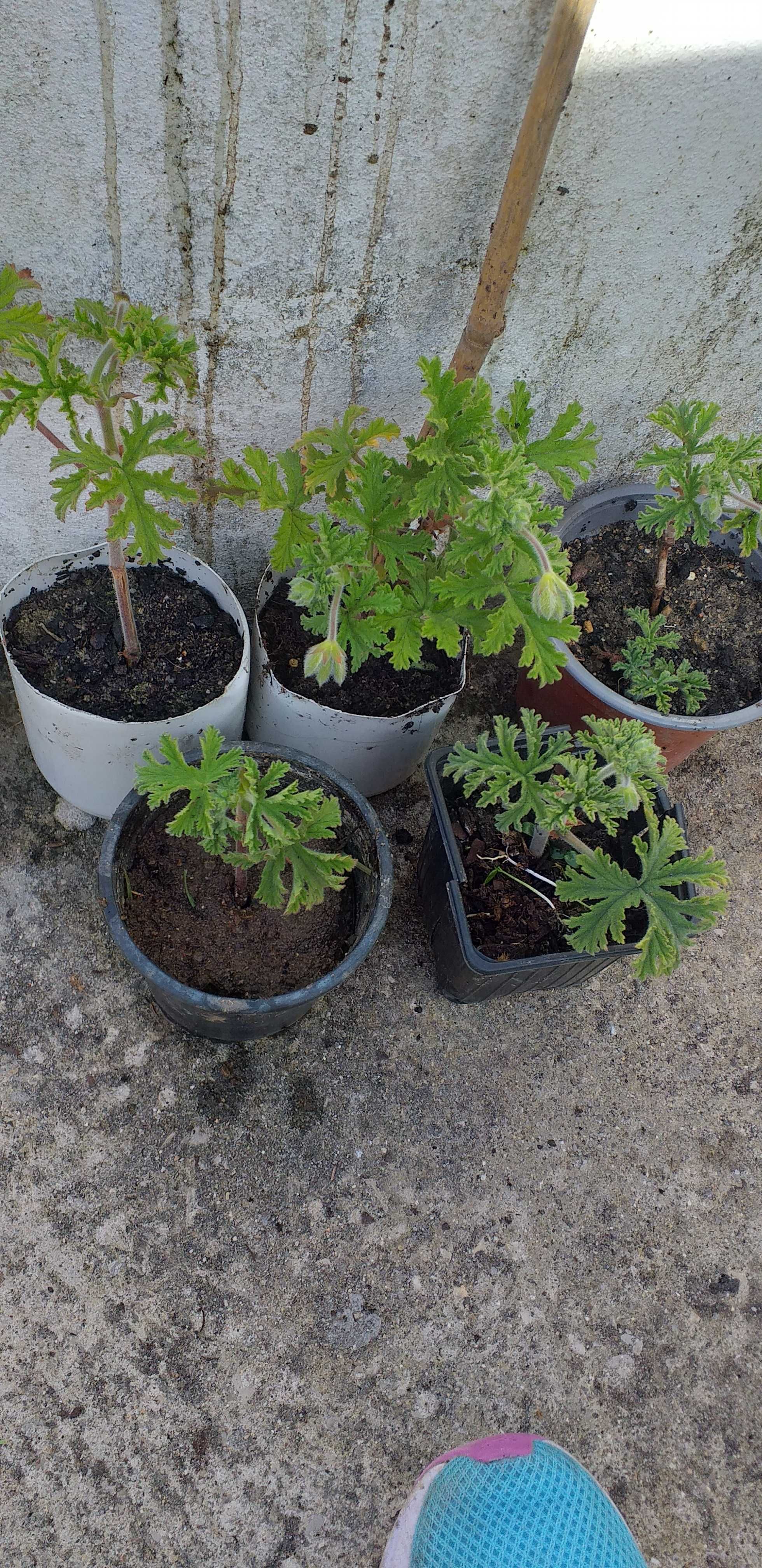 Citronella em vaso.