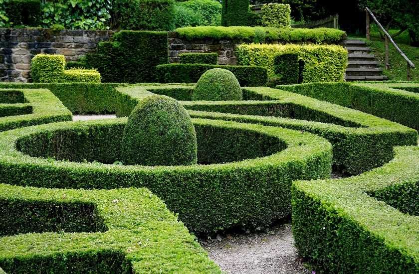 Самшит (Buxus) ! В контейнере Р11 (1л.) 20-30см.