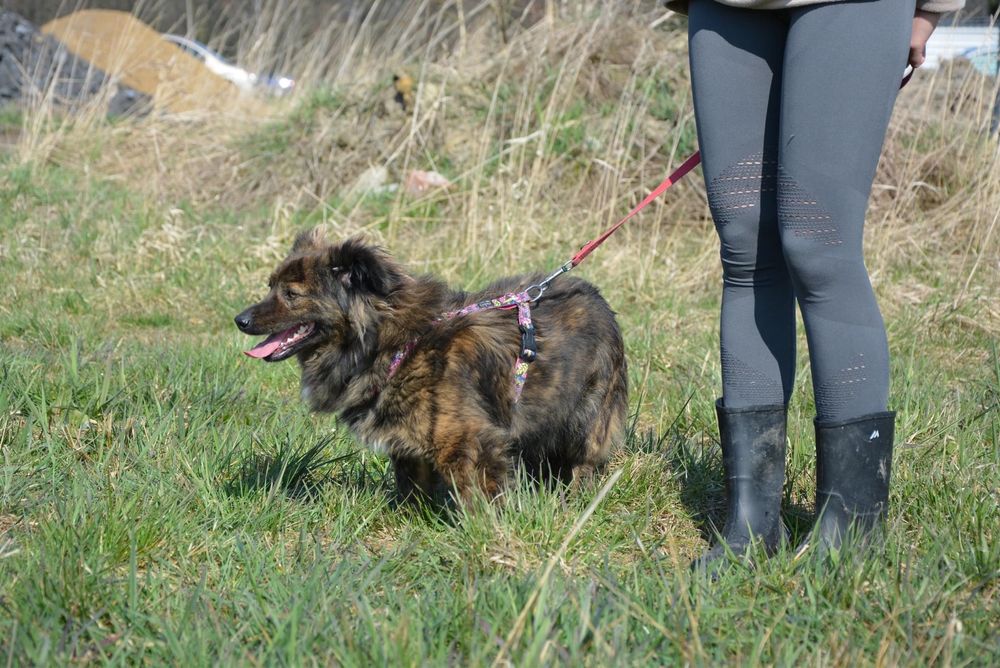 Regi szuka domu! Slodki pies, adopcja