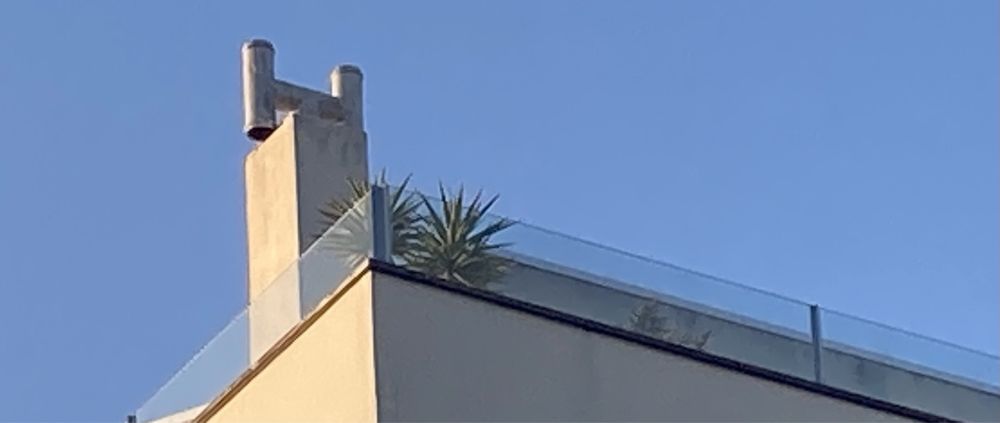 Iuca / Yuca Planta para Varanda de Apartamento