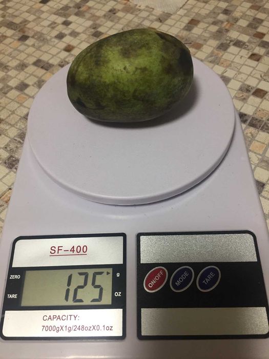 азимина трилоба-мексіканський банан