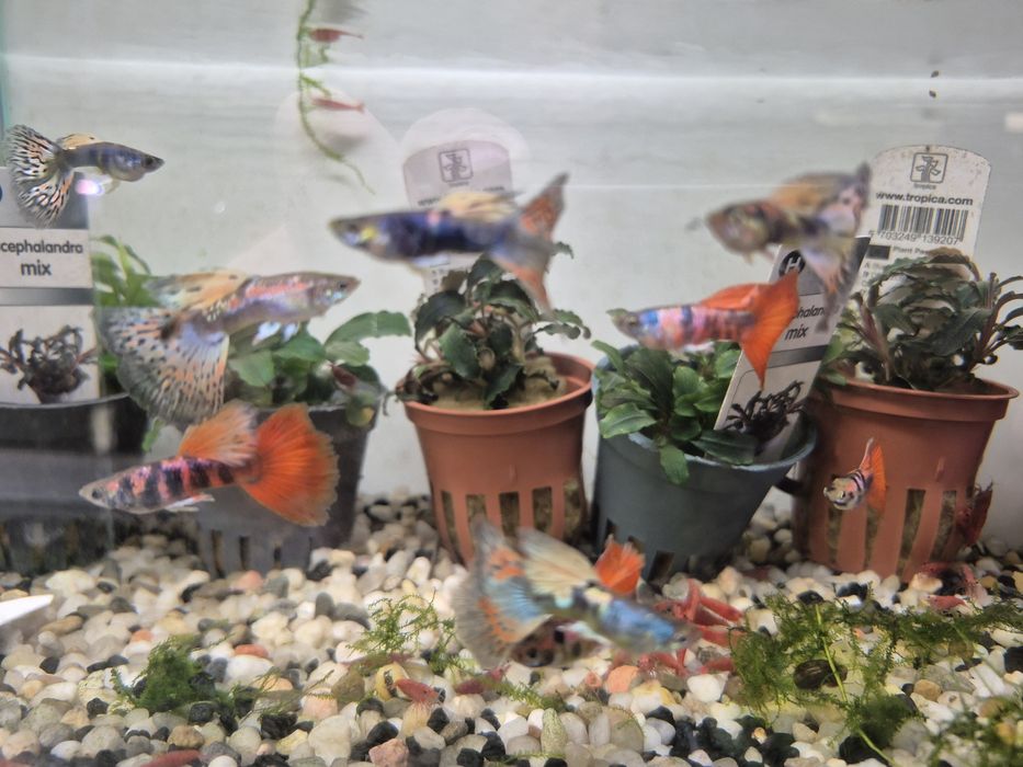 Gupik King  cobra Taiger  Krakow (Swoszowice)