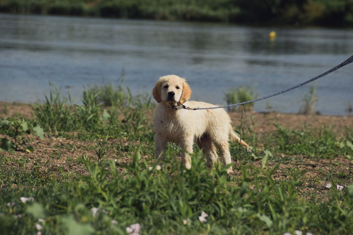 Golden Retriever ZkwP