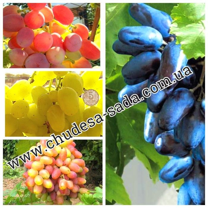 Саженцы винограда мировых сортов большой выбор сортов. Виноград