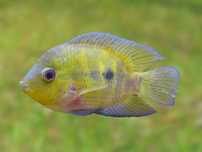 Vendo australoheros scitulus