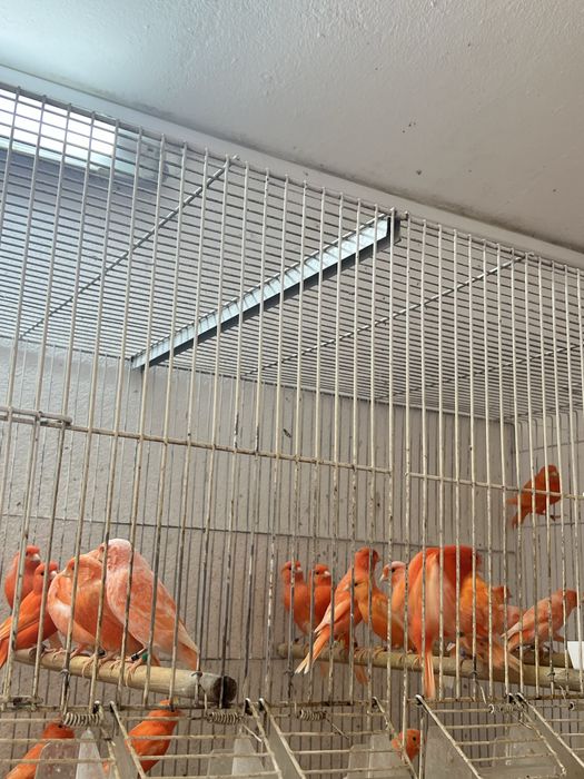 Canários Vermelhos e Mosaicos 2025