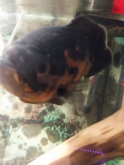 Duże ryby akwariowe